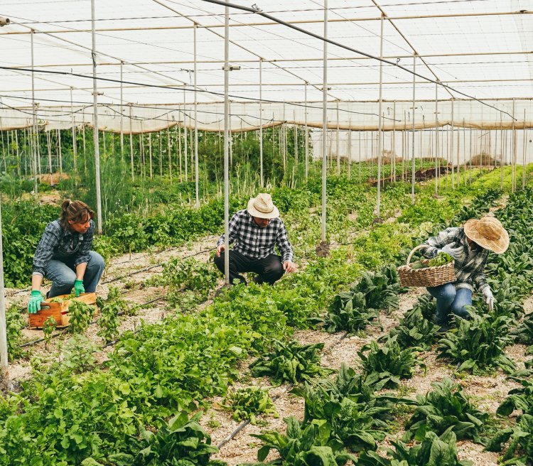 Botanicals From Organic Farms