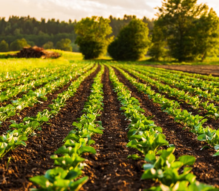 Conservation_through_regenerative_agriculture.jpg