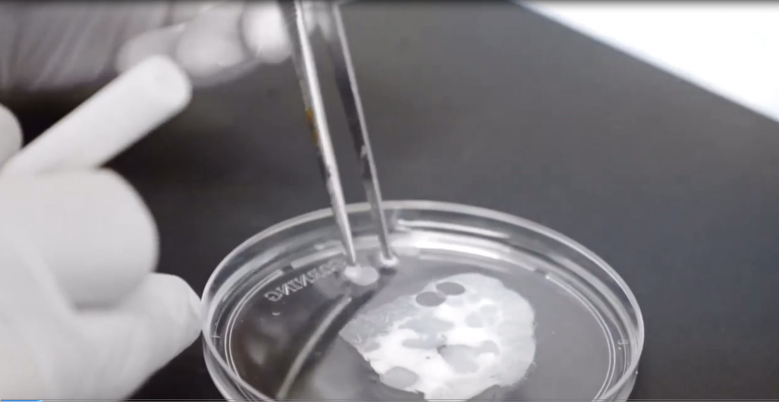 john_and_ecm_petri_dish.png