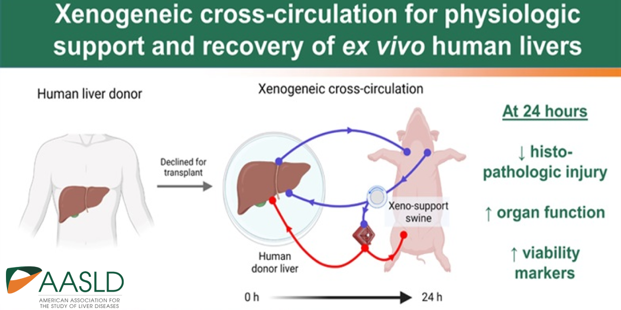 Xenogeneic Cross-Circulation for Physiological Support and Recovery of Ex Vivo Human Livers