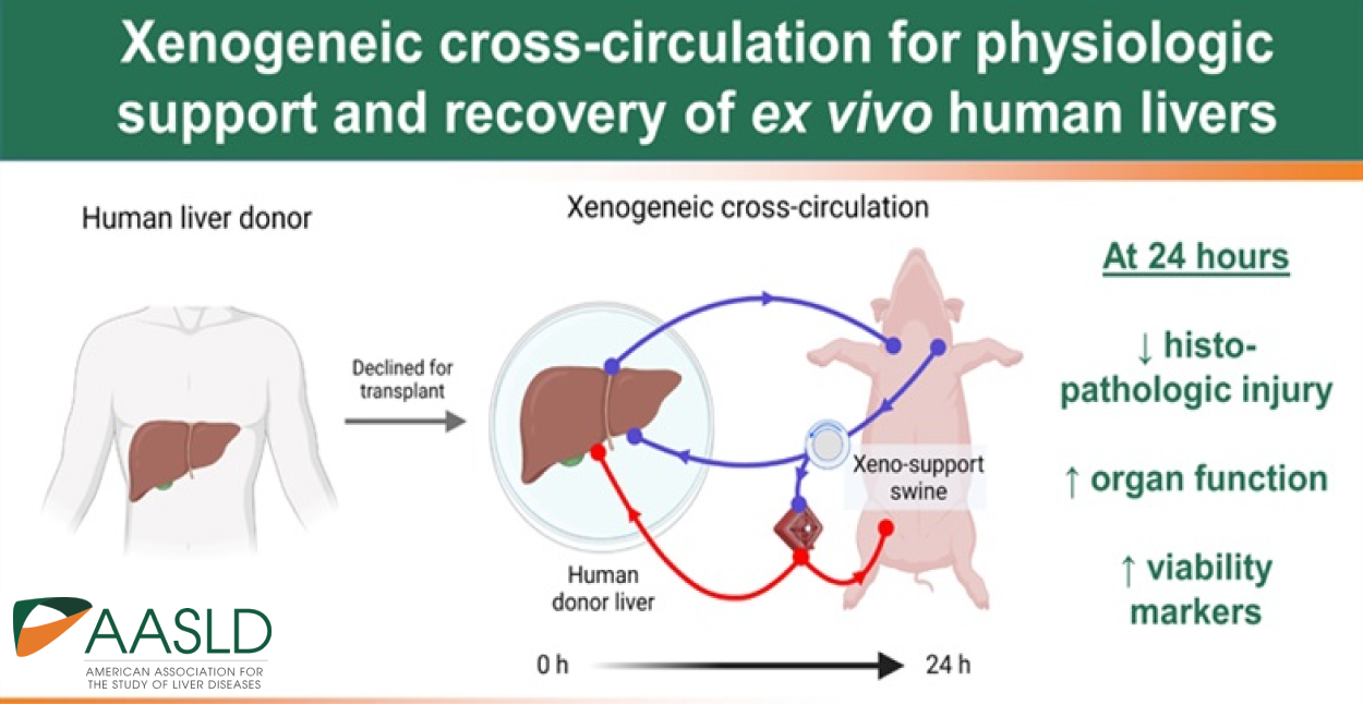 Xenogeneic Cross-Circulation for Physiological Support and Recovery of Ex Vivo Human Livers