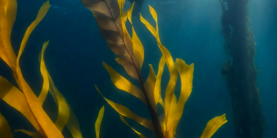Seaweed Glycan