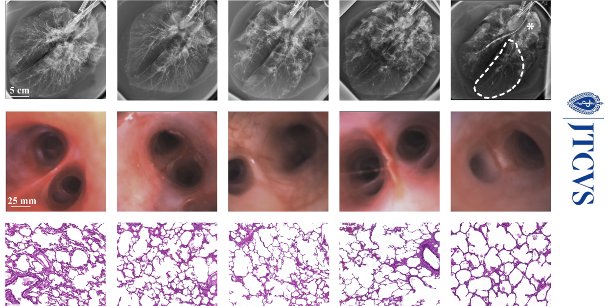 Multiday Maintenance of Extracorporeal Lungs Using Cross-Circulation With Conscious Swine
