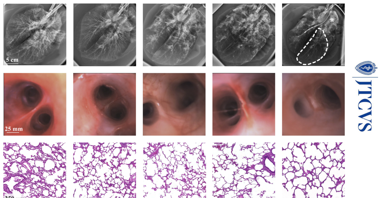 Multiday Maintenance of Extracorporeal Lungs Using Cross-Circulation With Conscious Swine